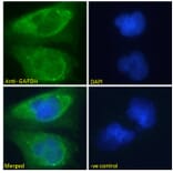 Immunofluorescence - Anti-GAPDH Antibody (A82908) - Antibodies.com