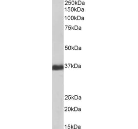 Western Blot - Anti-GAPDH Antibody (A82909) - Antibodies.com
