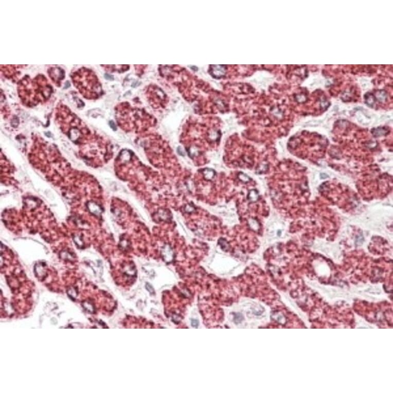 Immunohistochemistry - Anti-ETFB Antibody (A82910) - Antibodies.com