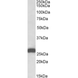 Western Blot - Anti-ETFB Antibody (A82911) - Antibodies.com