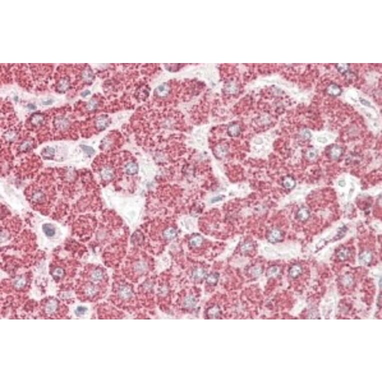 Immunohistochemistry - Anti-ETFB Antibody (A82911) - Antibodies.com