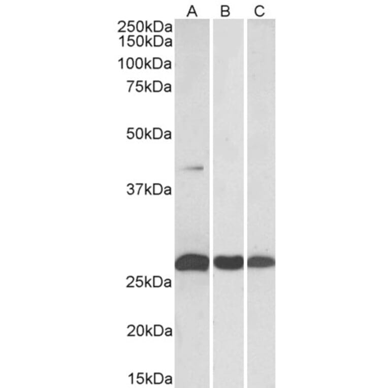 Western Blot - Anti-DUSP6 Antibody (A82913) - Antibodies.com