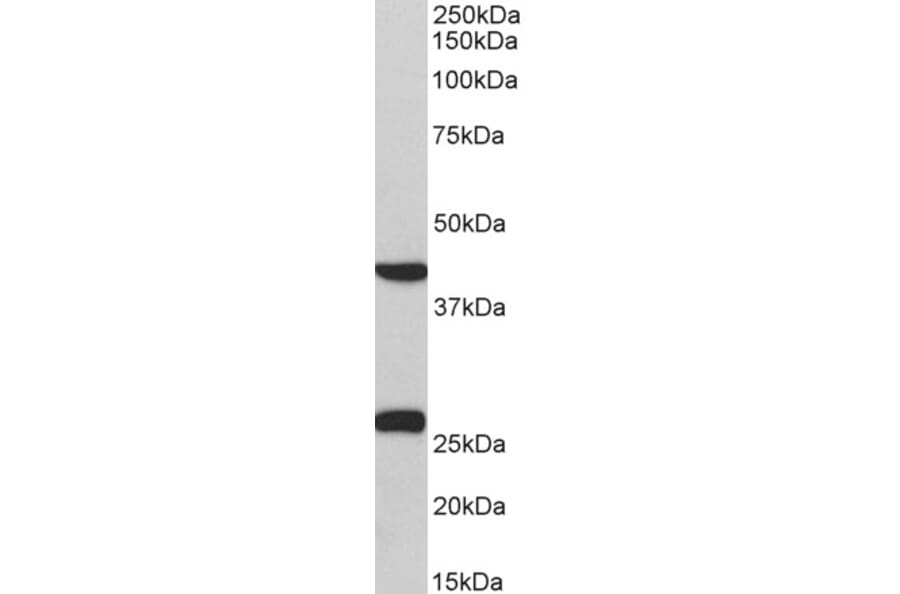 Western Blot - Anti-DUSP6 Antibody (A82913) - Antibodies.com