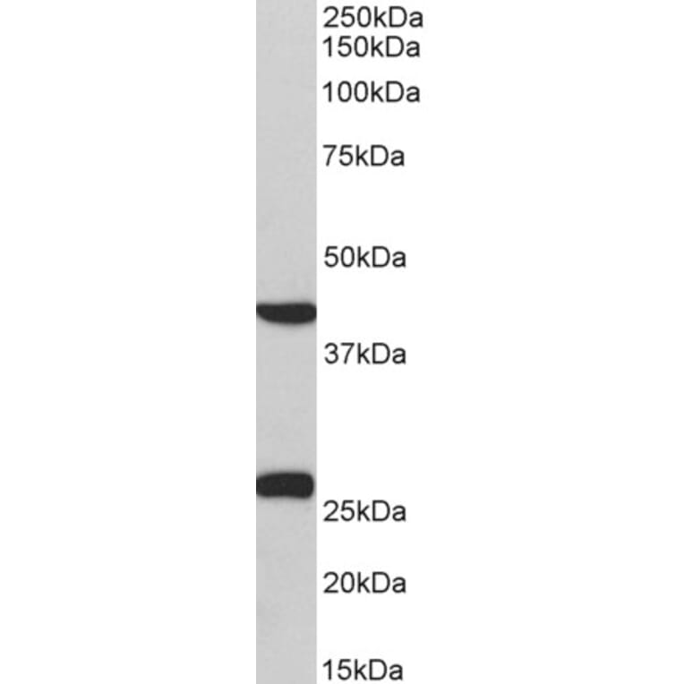 Western Blot - Anti-DUSP6 Antibody (A82913) - Antibodies.com