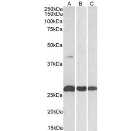 Western Blot - Anti-DUSP6 Antibody (A82913) - Antibodies.com