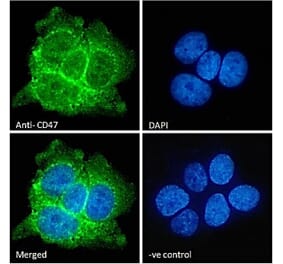 Immunofluorescence - Anti-CD47 Antibody (A82915) - Antibodies.com