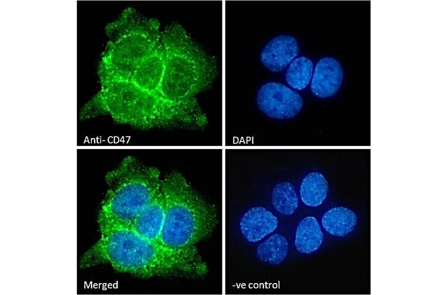Immunofluorescence - Anti-CD47 Antibody (A82915) - Antibodies.com