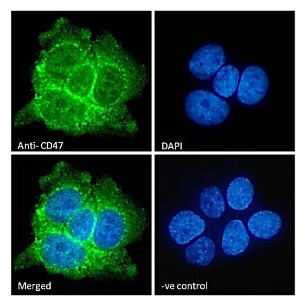 Immunofluorescence - Anti-CD47 Antibody (A82915) - Antibodies.com