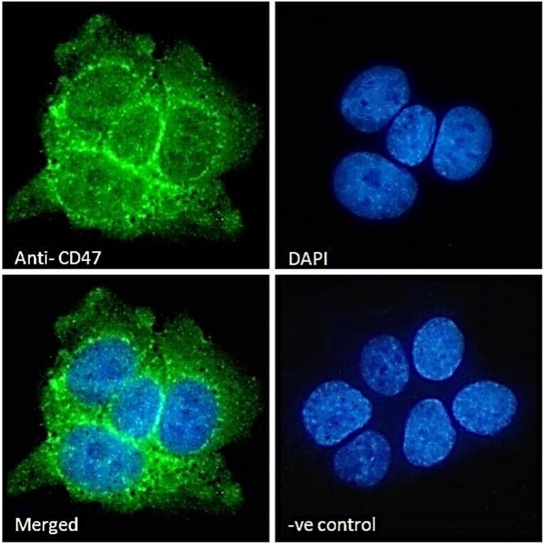 Immunofluorescence - Anti-CD47 Antibody (A82915) - Antibodies.com