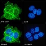 Immunofluorescence - Anti-CD47 Antibody (A82915) - Antibodies.com