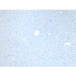 Immunohistochemistry - Anti-CD47 Antibody (A82915) - Antibodies.com