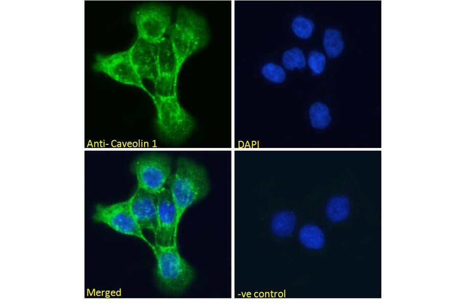 Immunofluorescence - Anti-Caveolin-1 Antibody (A82916) - Antibodies.com