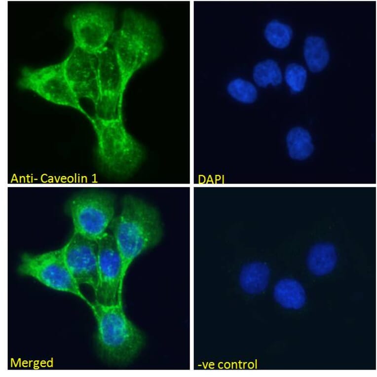 Immunofluorescence - Anti-Caveolin-1 Antibody (A82916) - Antibodies.com