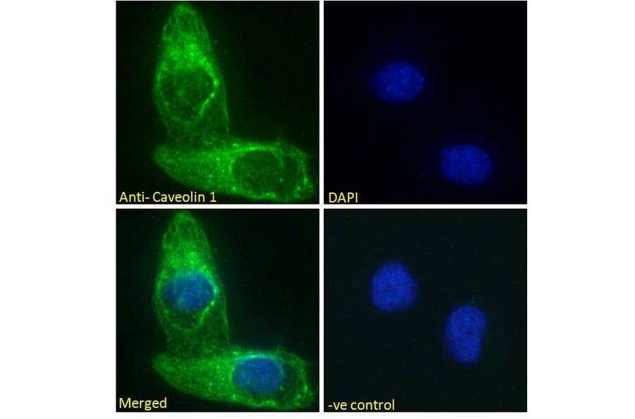 Immunofluorescence - Anti-Caveolin-1 Antibody (A82916) - Antibodies.com