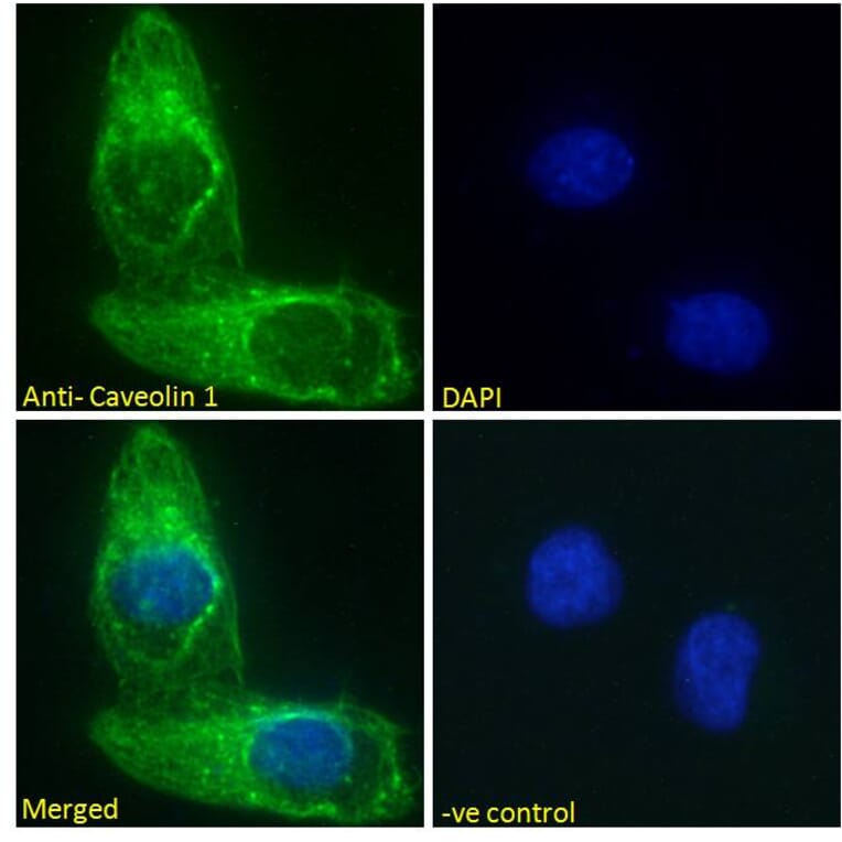 Immunofluorescence - Anti-Caveolin-1 Antibody (A82916) - Antibodies.com
