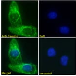 Immunofluorescence - Anti-Caveolin-1 Antibody (A82916) - Antibodies.com
