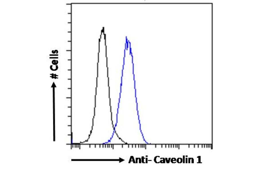 Flow Cytometry - Anti-Caveolin-1 Antibody (A82916) - Antibodies.com