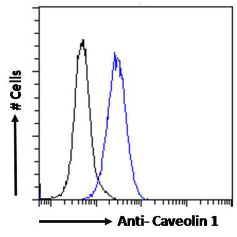 Flow Cytometry - Anti-Caveolin-1 Antibody (A82916) - Antibodies.com
