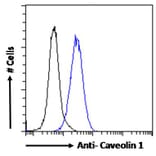 Flow Cytometry - Anti-Caveolin-1 Antibody (A82916) - Antibodies.com
