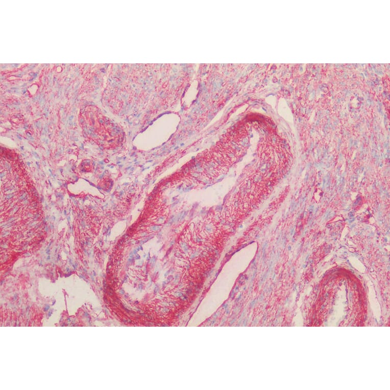 Immunohistochemistry - Anti-Caveolin-1 Antibody (A82916) - Antibodies.com