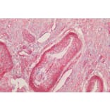 Immunohistochemistry - Anti-Caveolin-1 Antibody (A82916) - Antibodies.com