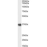 Western Blot - Anti-ATF-4 Antibody (A82921) - Antibodies.com