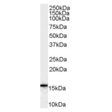 Western Blot - Anti-FLAP Antibody (A82922) - Antibodies.com