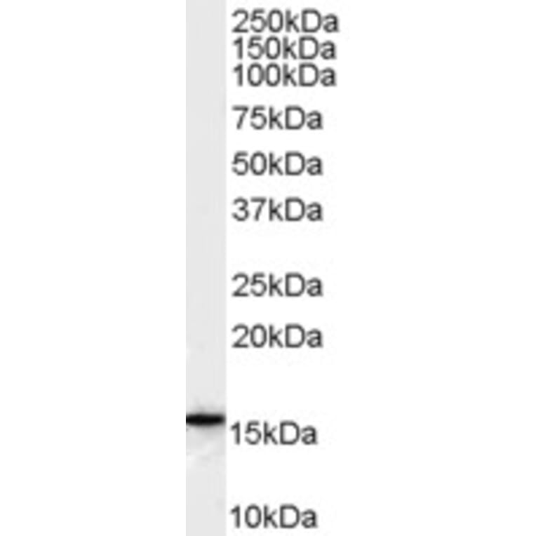 Western Blot - Anti-FLAP Antibody (A82922) - Antibodies.com