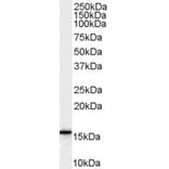 Western Blot - Anti-FLAP Antibody (A82922) - Antibodies.com