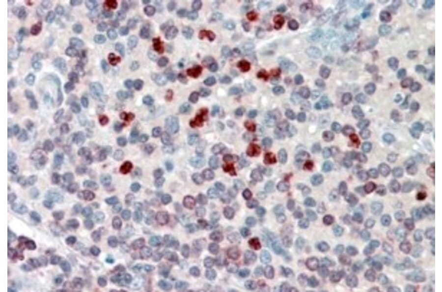 Immunohistochemistry - Anti-FLAP Antibody (A82922) - Antibodies.com