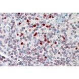 Immunohistochemistry - Anti-FLAP Antibody (A82922) - Antibodies.com