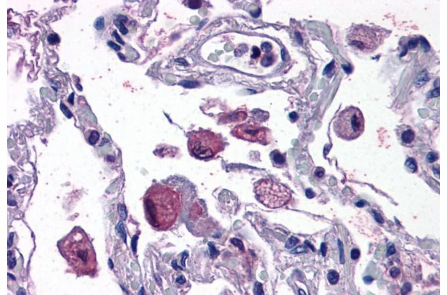Immunohistochemistry - Anti-FLAP Antibody (A82922) - Antibodies.com