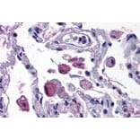 Immunohistochemistry - Anti-FLAP Antibody (A82922) - Antibodies.com