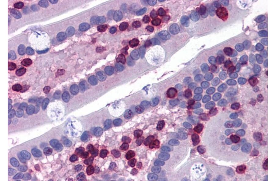 Immunohistochemistry - Anti-FLAP Antibody (A82922) - Antibodies.com