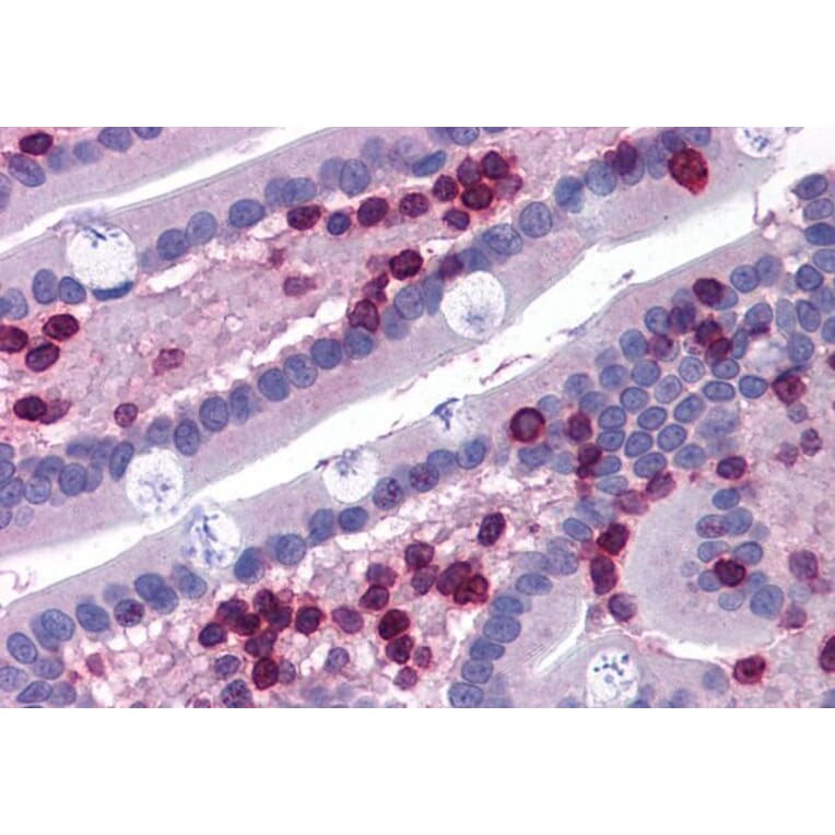 Immunohistochemistry - Anti-FLAP Antibody (A82922) - Antibodies.com