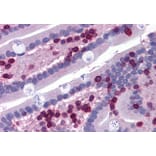 Immunohistochemistry - Anti-FLAP Antibody (A82922) - Antibodies.com