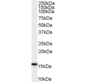 Western Blot - Anti-ALOX5AP Antibody (A82922) - Antibodies.com