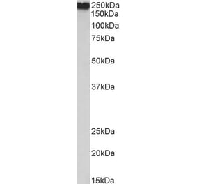 Western Blot - Anti-Filamin A Antibody (A82925) - Antibodies.com