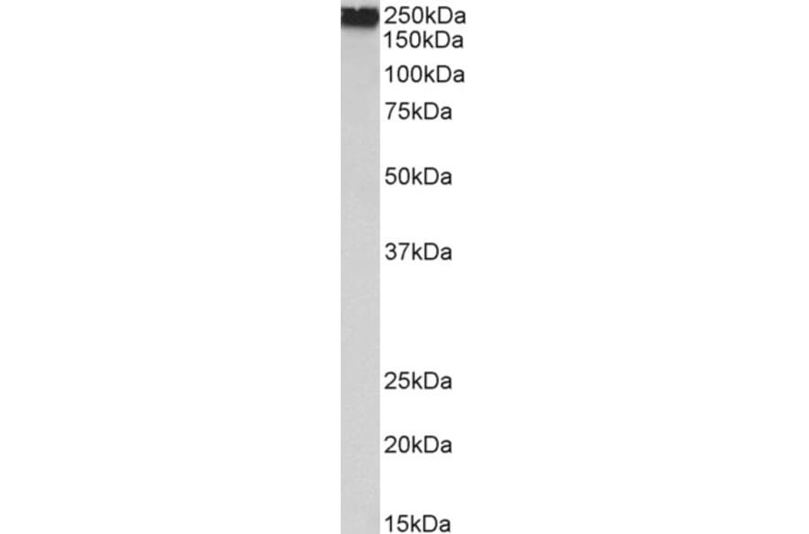 Western Blot - Anti-Filamin A Antibody (A82925) - Antibodies.com