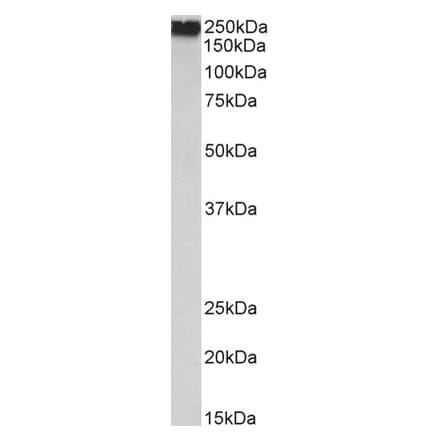 Western Blot - Anti-Filamin A Antibody (A82925) - Antibodies.com