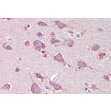 Immunohistochemistry - Anti-BMP1/PCP Antibody (A82931) - Antibodies.com