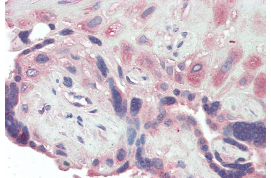 Immunohistochemistry - Anti-BMP1/PCP Antibody (A82931) - Antibodies.com