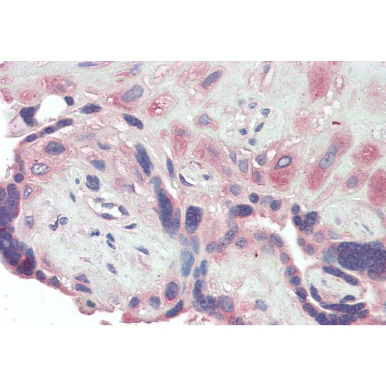 Immunohistochemistry - Anti-BMP1/PCP Antibody (A82931) - Antibodies.com