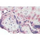 Immunohistochemistry - Anti-BMP1/PCP Antibody (A82931) - Antibodies.com