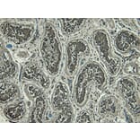 Immunohistochemistry - Anti-PRDM1/Blimp1 Antibody (A82932) - Antibodies.com