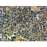 Immunohistochemistry - Anti-PRDM1/Blimp1 Antibody (A82933) - Antibodies.com
