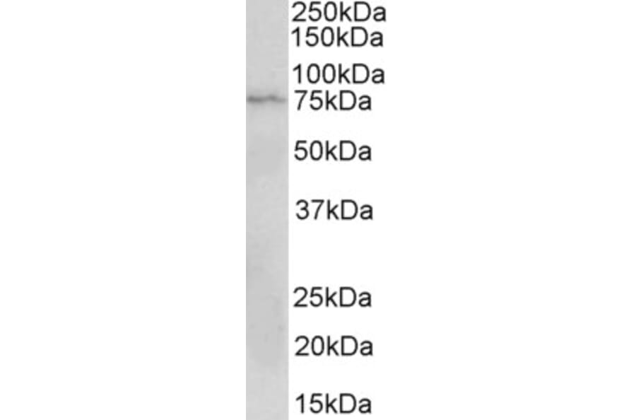 Western Blot - Anti-CD19 Antibody (A82935) - Antibodies.com