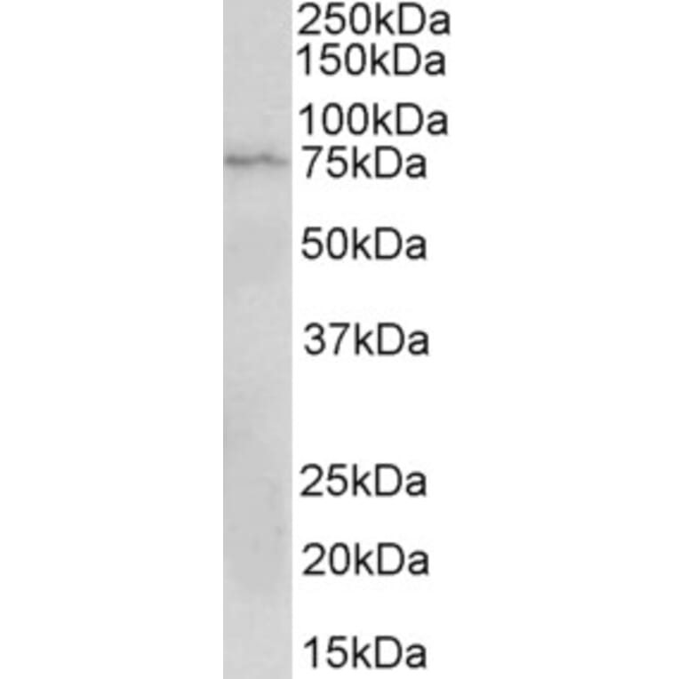 Western Blot - Anti-CD19 Antibody (A82935) - Antibodies.com