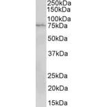 Western Blot - Anti-CD19 Antibody (A82935) - Antibodies.com