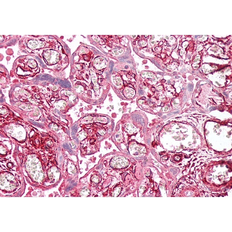 Immunohistochemistry - Anti-TPM4 Antibody (A82938) - Antibodies.com